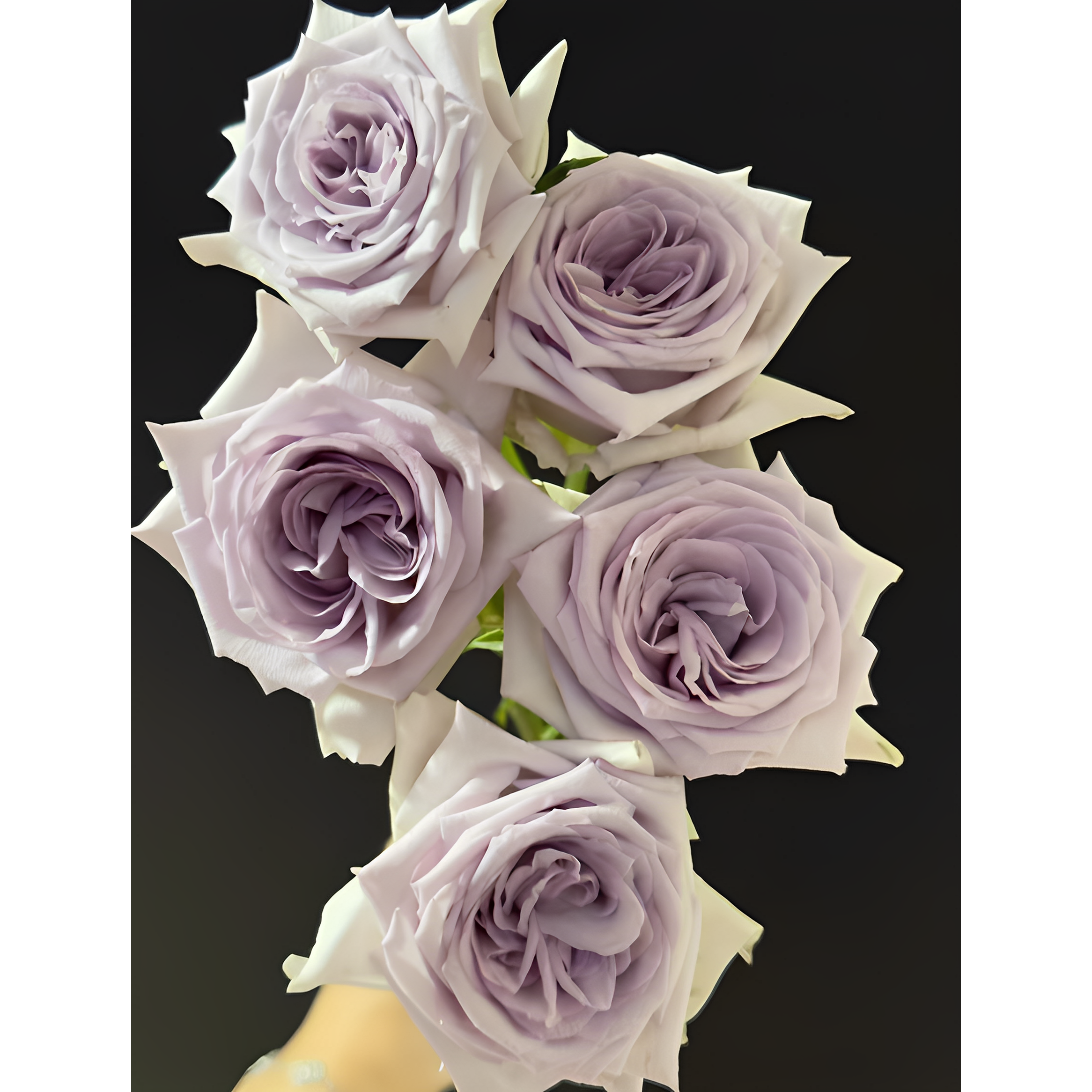 紫荔枝小苗勤花丰花云南切花 - 图1