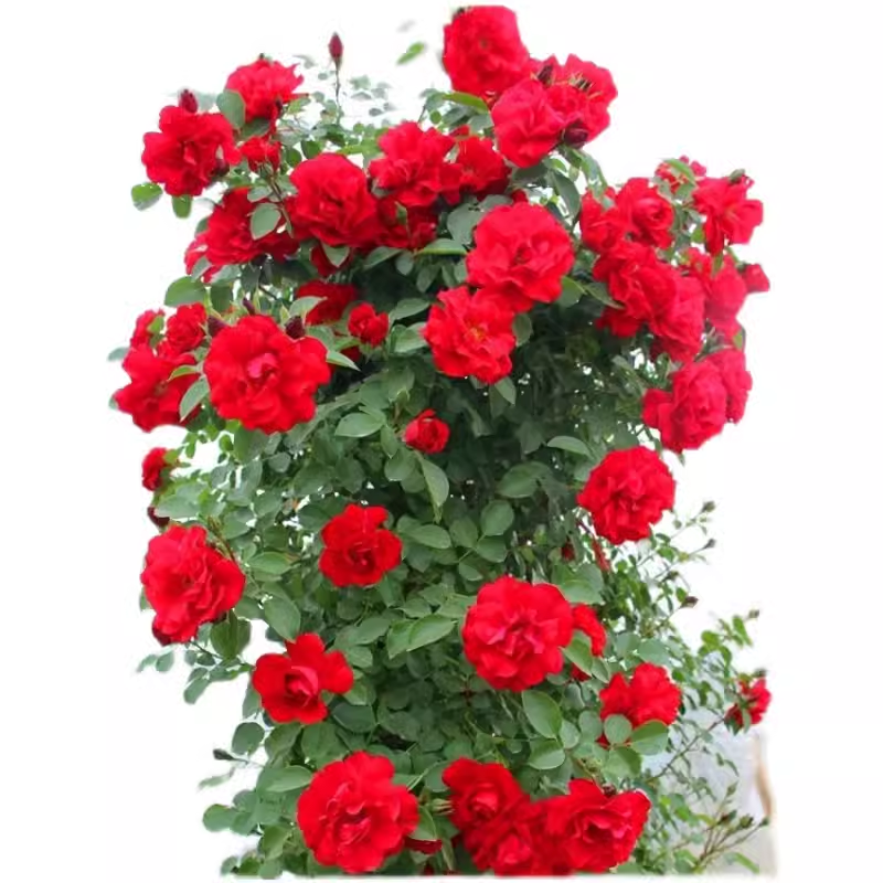 鲁硕红中苗藤本月季花苗爬藤多花红花卉多季开大花浓香植物抗病强,淘宝优惠券,粉丝福利购,淘宝优惠卷