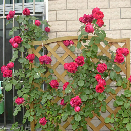 红色龙沙宝石 藤本 抗病性强 玫瑰花苗 盆栽蔷薇 庭院欧月 - 图1