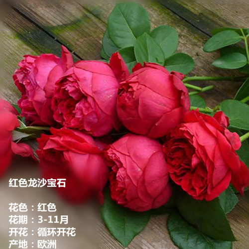 红色龙沙宝石 藤本 抗病性强 玫瑰花苗 盆栽蔷薇 庭院欧月 - 图2