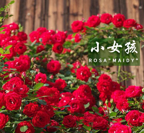 小女孩  多花藤本 月季花苗 盆栽地栽阳台庭院 - 图1