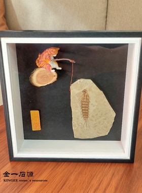 天然古生物昆虫化石标本装饰画