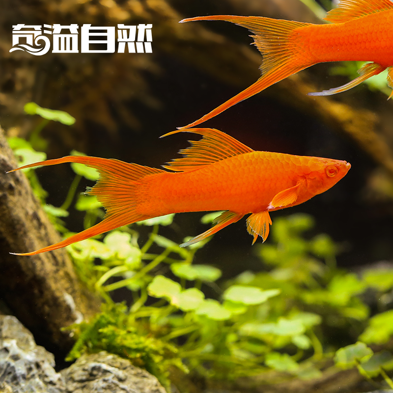 奇溢自然 红白剑鱼剑尾鱼热带观赏鱼鱼缸水族箱宠物活体淡水鱼
