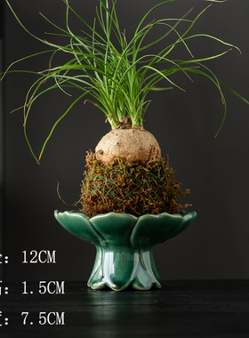 苔藓球托盘水培花盆菖蒲球专用盆