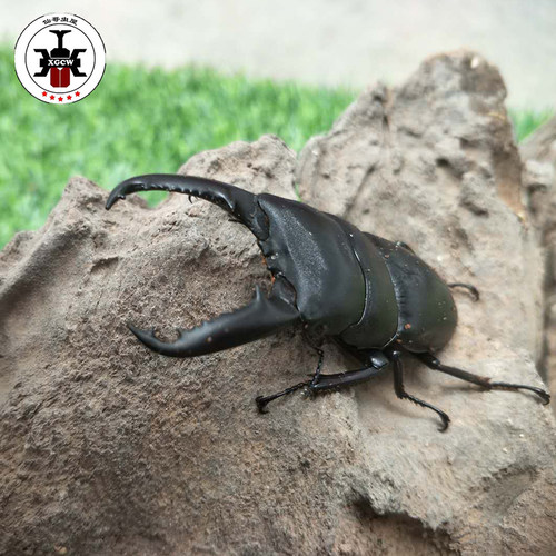 【萌宠】中扁锹甲成虫活体宠物昆虫甲虫非独角仙包邮开箱视频包活 - 图1