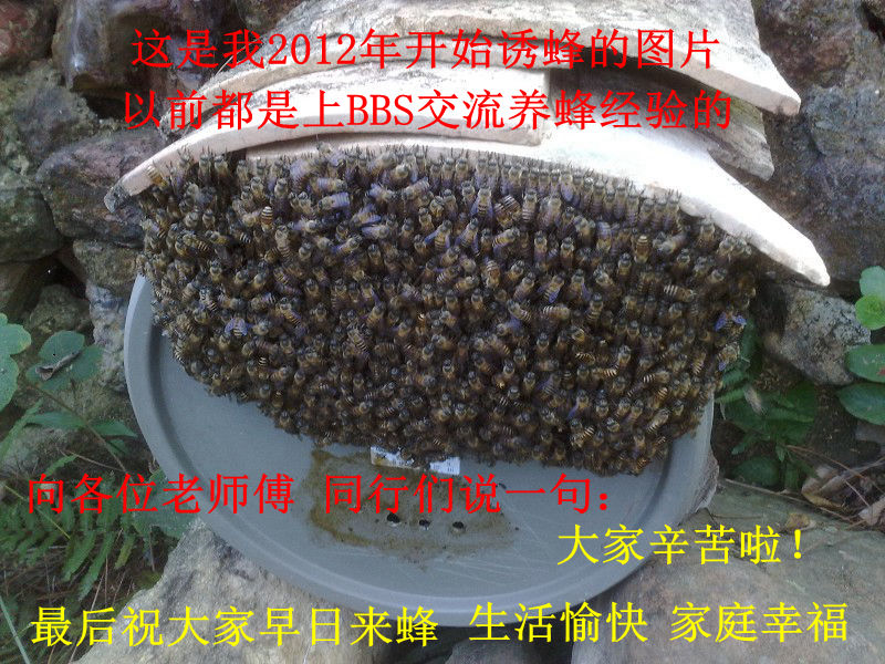 诱蜂桶塑料桶招蜂水桶养蜂桶引蜂箱中蜂蜡养蜂诱蜂蜡土蜂老蜂巢蜡 - 图3