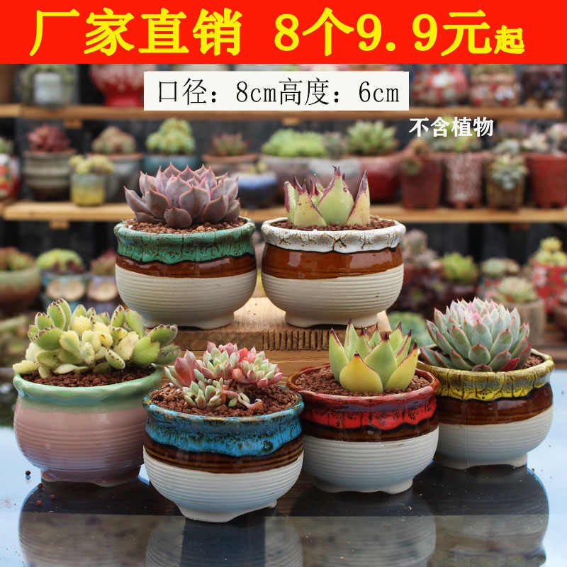 多肉植物石 新人首單立減十元 21年10月 淘寶海外
