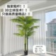 Simulated plant sibirica, phoenix phoenix, simulated potted plant