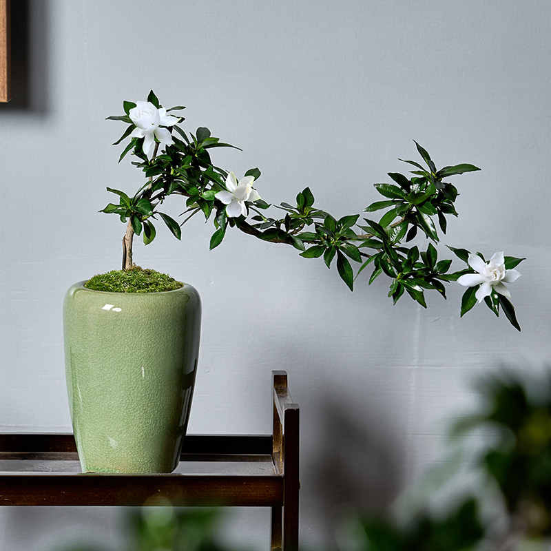 栀子花悬崖飘枝造型盆景室内客厅书房桌面绿植花卉盆栽阳台老桩