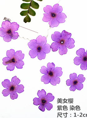 美女樱押花干花滴胶手机壳