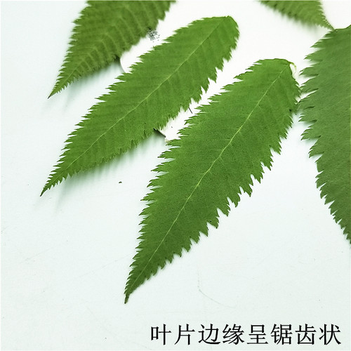 雪柳叶 真树叶植物标本幼儿园亲子手工diy干花压花押花贴脸装饰 - 图2