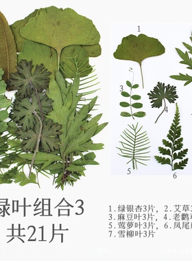 天然干花压花雅花植物标本