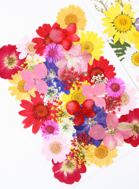 干花标本真花手工diy花事未了