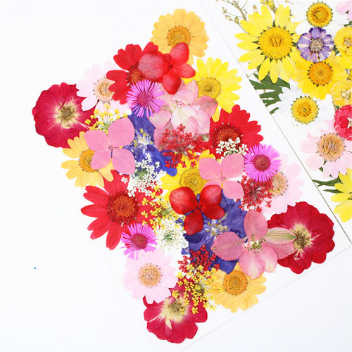 压花干花材料包 植物标本 树叶贴画真花押花儿童手工diy 花事未了 - 图1