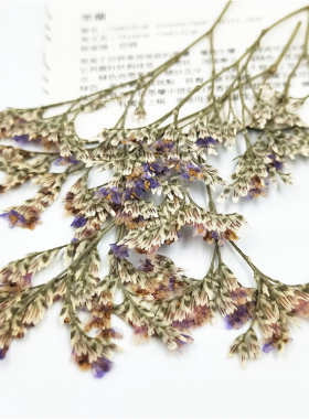 情人草補血枝干花押儿童书签