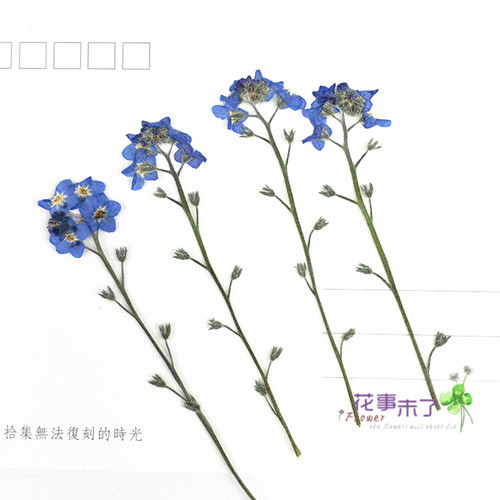 勿忘草带枝 押花压花干花 滴胶干花手机壳 植物教学标本 12支装 - 图0