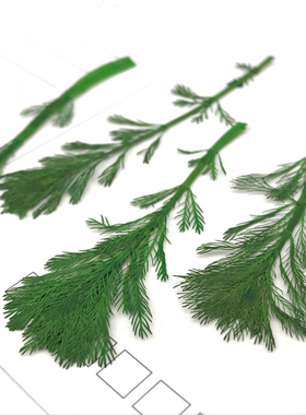 植物标本植物标本树叶
