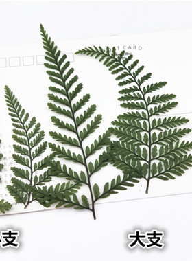 狼尾蕨叶片植物标本滴胶材料干花