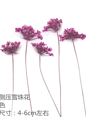 干花材料植物标本压花