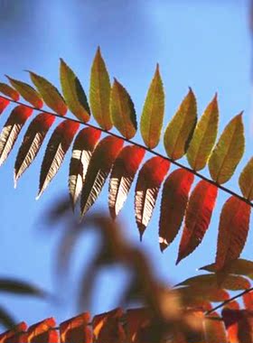 植物标本植物标本树叶