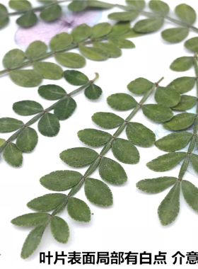 植物标本植物标本树叶