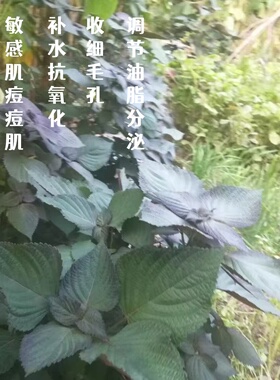 精华液紧致抗皱抗衰老去黄祛痘