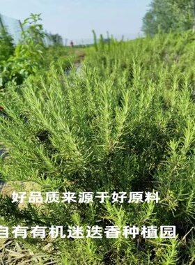 儿童高效驱蚊喷雾户外强效防蚊液