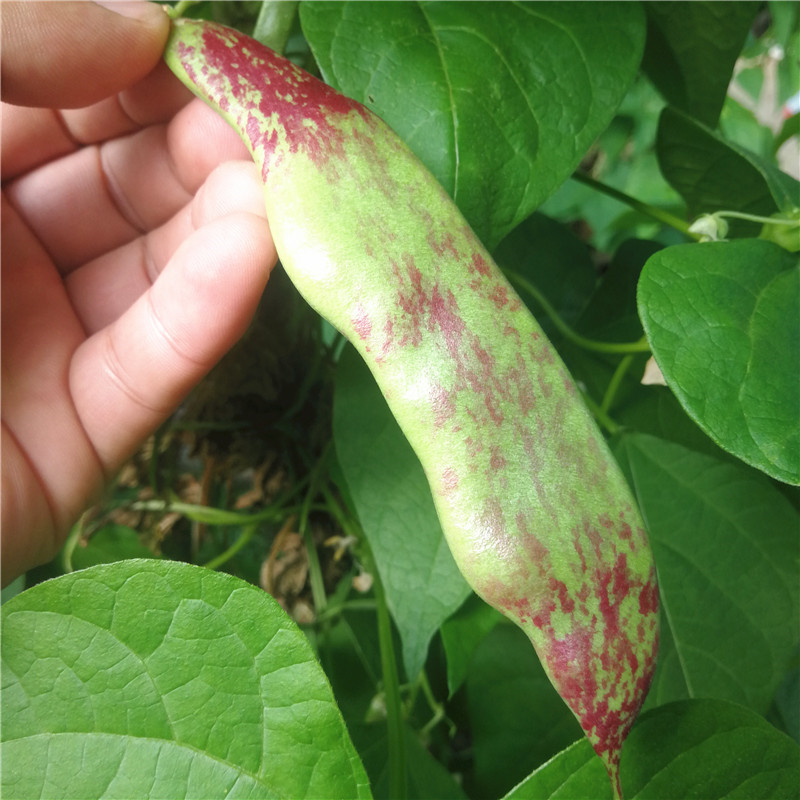 蔬菜种子四季播盆栽阳台庭院香菜生菜菠菜小葱懒汉西瓜种籽孑大全 - 图2