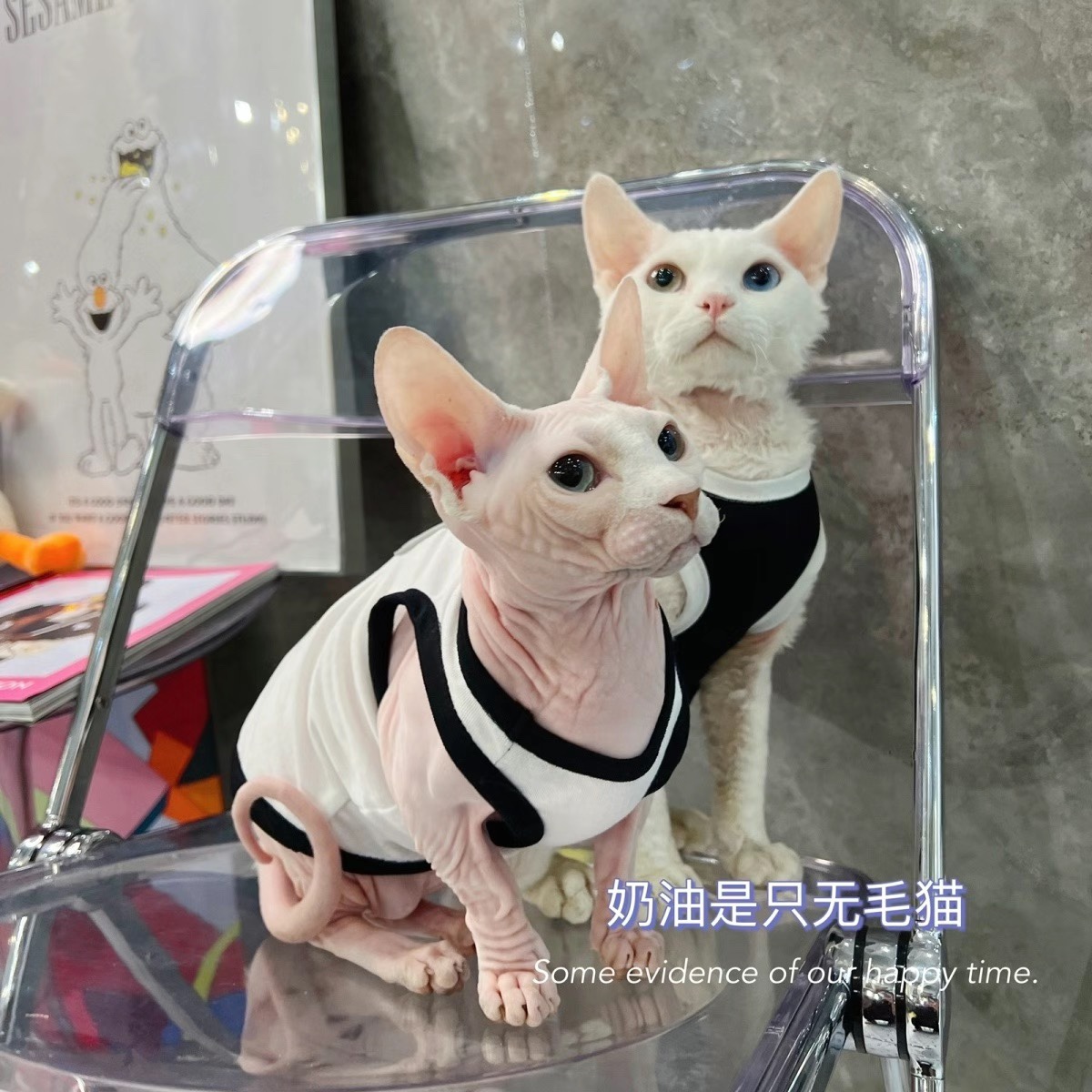 奶油是只无毛猫斯芬克斯德文宠物小猫咪通用春夏新款纯棉背心亲肤 - 图1