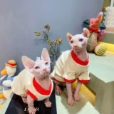 Сливки - это безволосая кошачья раковина