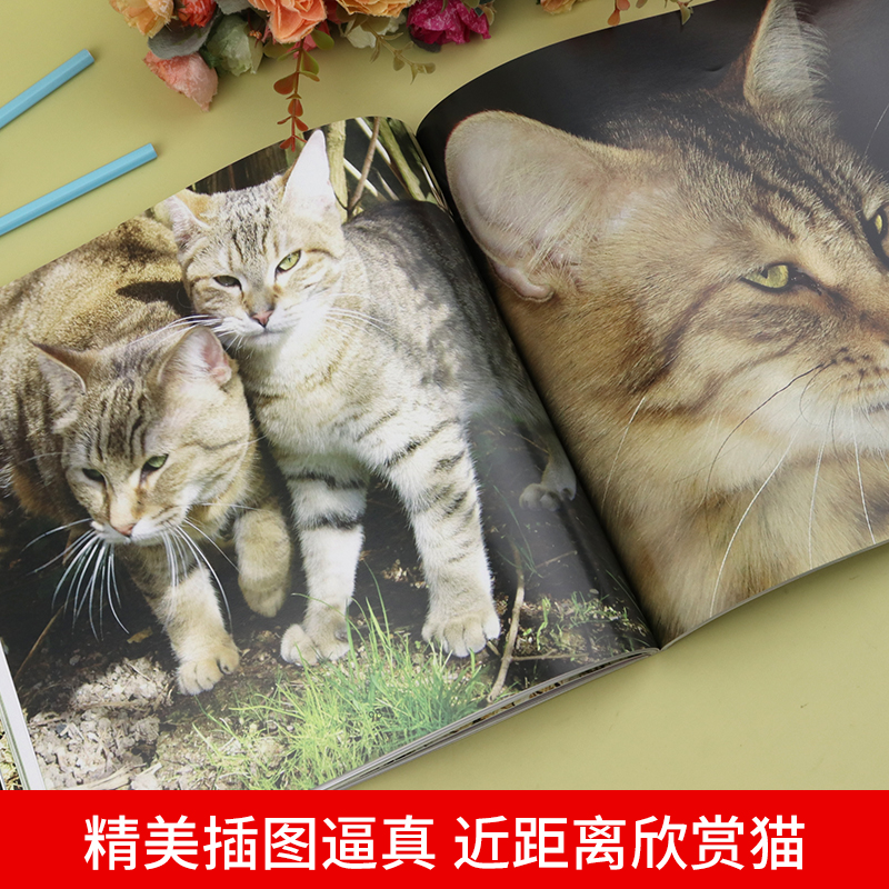 经典科普图鉴系列—猫 爱猫人士的观赏性书籍科普绘本动物百科全书大全趣味阅读6-12岁儿童小学生 关于猫的书猫咪动物知识自然图鉴 - 图2