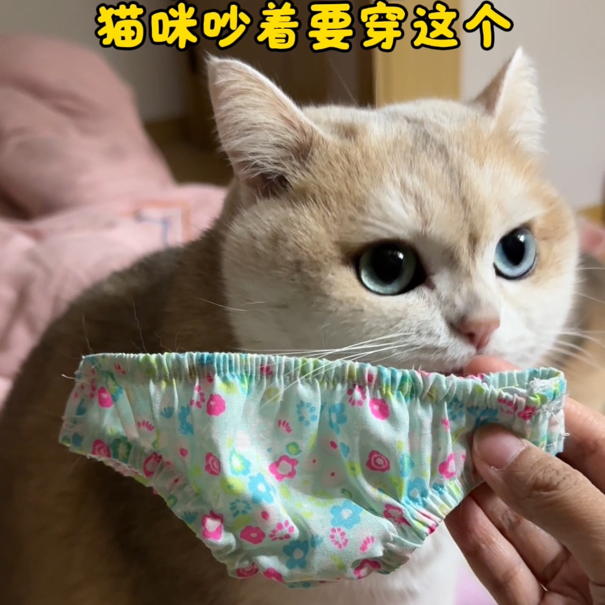 Mollywood猫来屋猫咪搞笑裤衩子胖次头套帽子松紧绳盲盒随机颜色,淘宝优惠券,粉丝福利购,淘宝优惠卷