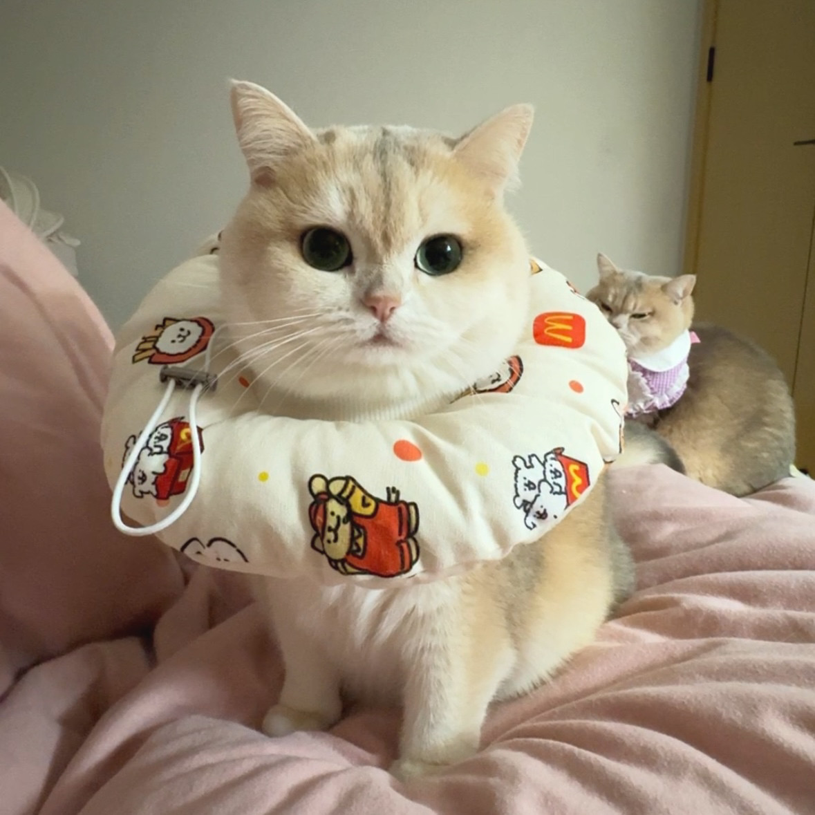 Mollywood 猫来屋 宠物伊丽莎白圈脖圈可爱卡通防挠防抓脖套,淘宝优惠券,粉丝福利购,淘宝优惠卷