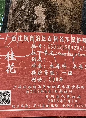 500年广西桂花树手串，佛珠1.0，1.5，1.8，2.0，2.2各规格订做