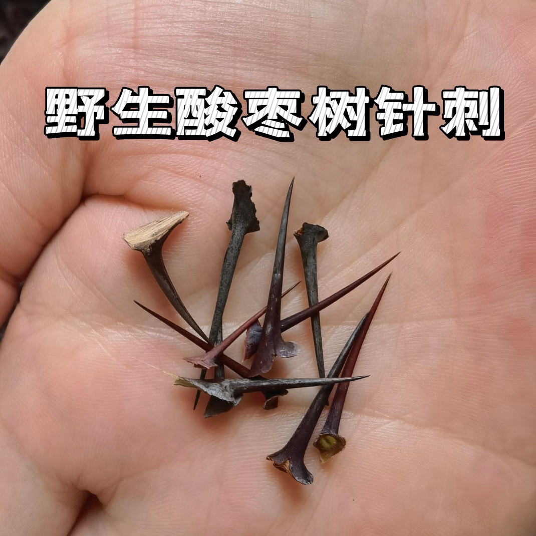 新鲜酸枣刺野生现采酸枣刺山枣刺澡树刺耳钉耳针耳棒茶棒茶梗耳洞-图2