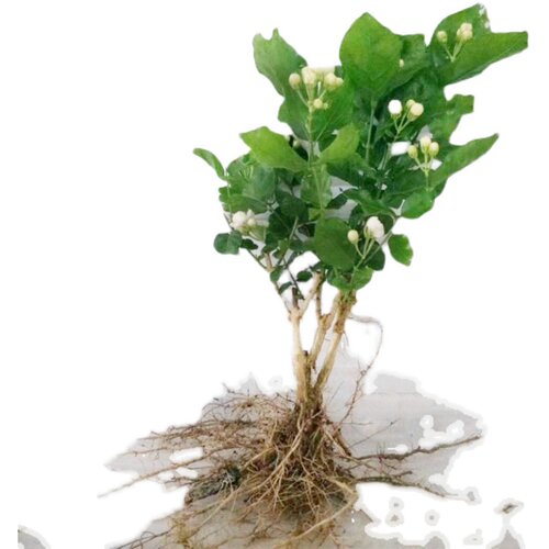 横县重瓣茉莉花盆栽四季绿植花卉老树桩花苗室内好养的花开花不断 - 图3