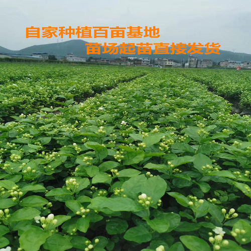 横县重瓣茉莉花盆栽四季绿植花卉老树桩花苗室内好养的花开花不断 - 图1