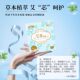 ຜ້າອະນາໄມ Anke mugwort chip 5 ກ່ອງ
