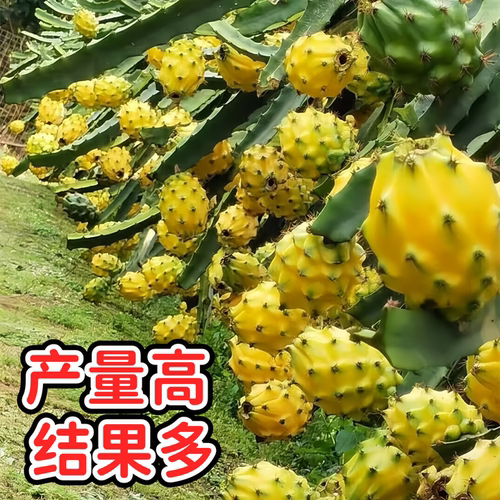 广西正宗燕窝火龙果嫁接苗四季结果黄皮火龙果苗阳台庭院盆栽果树 - 图2