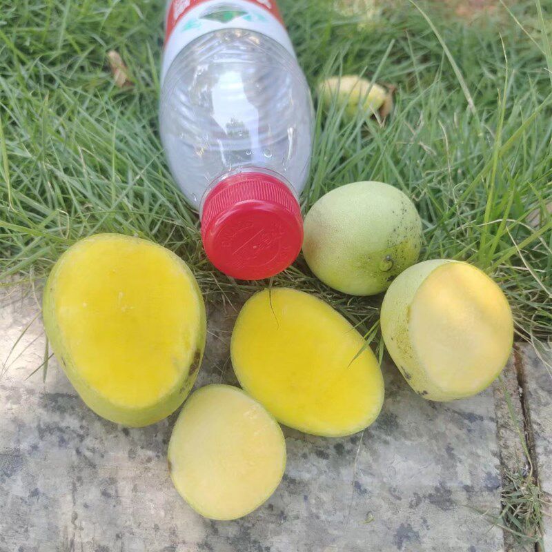 鸡蛋芒果苗皮薄蜜甜椰香芒果树嫁接苗南北方庭院阳台盆栽常绿果树,淘宝优惠券,粉丝福利购,淘宝优惠卷