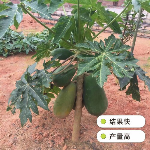 四季红心木瓜苗矮化水果木瓜树苗四季结果南北方种植庭院果树苗 - 图2