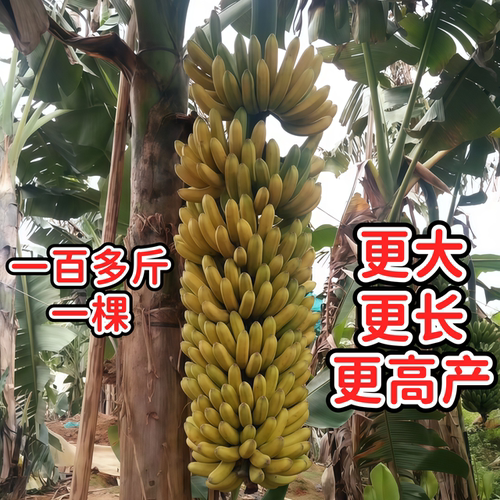香蕉树苗耐寒中蕉9号香蕉树苗当年结果高产庭院盆栽矮化小苗常绿 - 图0