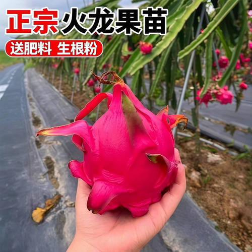 火龙果树苗红心火龙果苗四季结果火龙果苗阳台盆栽南北方庭院种植 - 图2