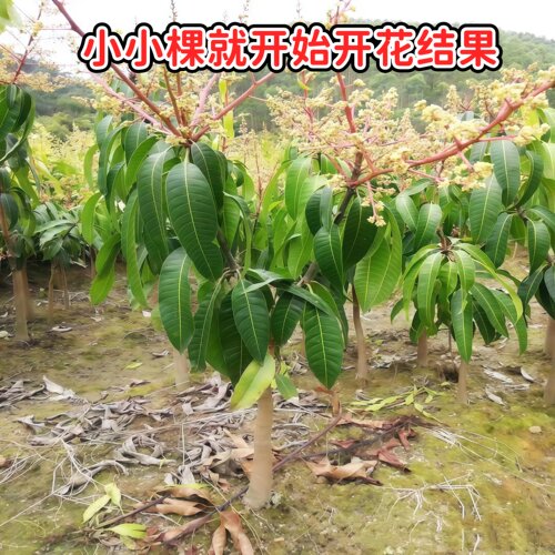 金煌芒果树苗正宗嫁接苗当年开花结果大金芒果苗南方阳台庭院盆栽 - 图2