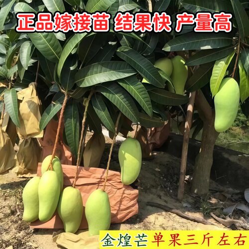 金煌芒果树苗正宗嫁接苗当年开花结果大金芒果苗南方阳台庭院盆栽 - 图1