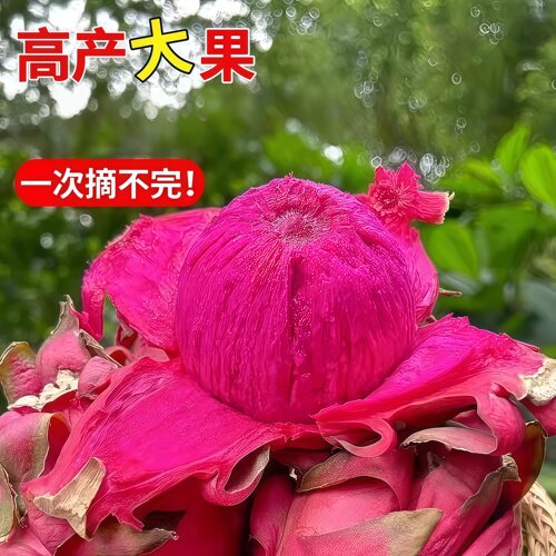 火龙果树苗红心火龙果苗四季结果火龙果苗阳台盆栽南北方庭院种植 - 图0