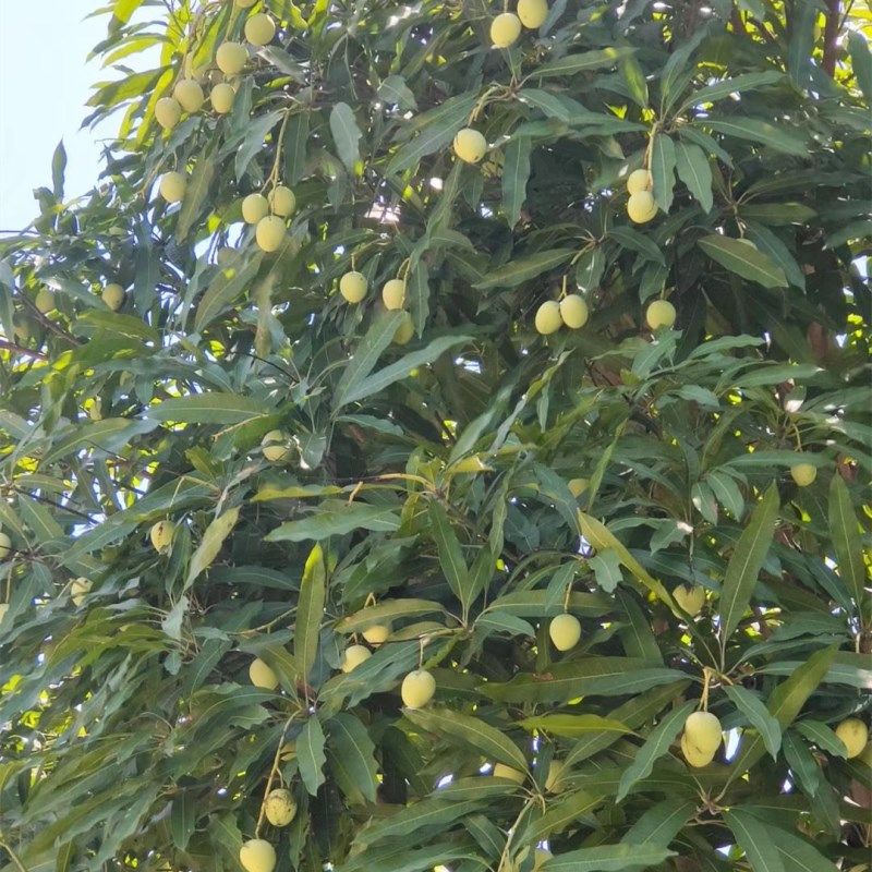 鸡蛋芒果苗皮薄蜜甜椰香芒果树嫁接苗南北方庭院阳台盆栽常绿果树,淘宝优惠券,粉丝福利购,淘宝优惠卷