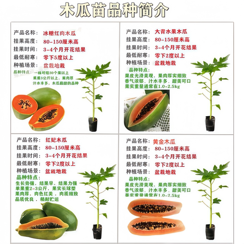 四季红心木瓜苗矮化水果木瓜树苗四季结果南北方种植庭院果树苗 - 图0