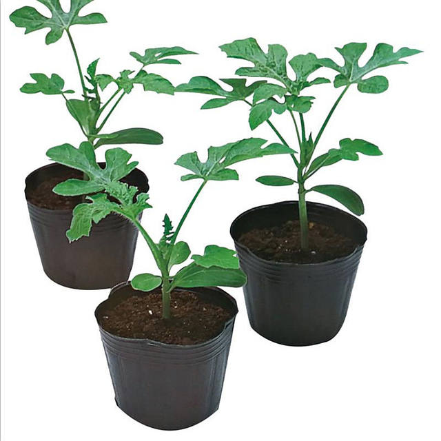 Zhenyourui Watermelon and Muskmelon Special Rootstock Seed Grafting Watermelon Seeds are full, disease-resistant, resistant to repeated cropping, and have strong affinity.