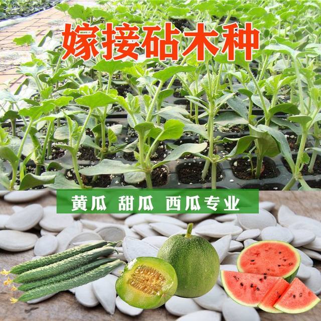 Zhenyourui Watermelon and Muskmelon Special Rootstock Seed Grafting Watermelon Seeds are full, disease-resistant, resistant to repeated cropping, and have strong affinity.